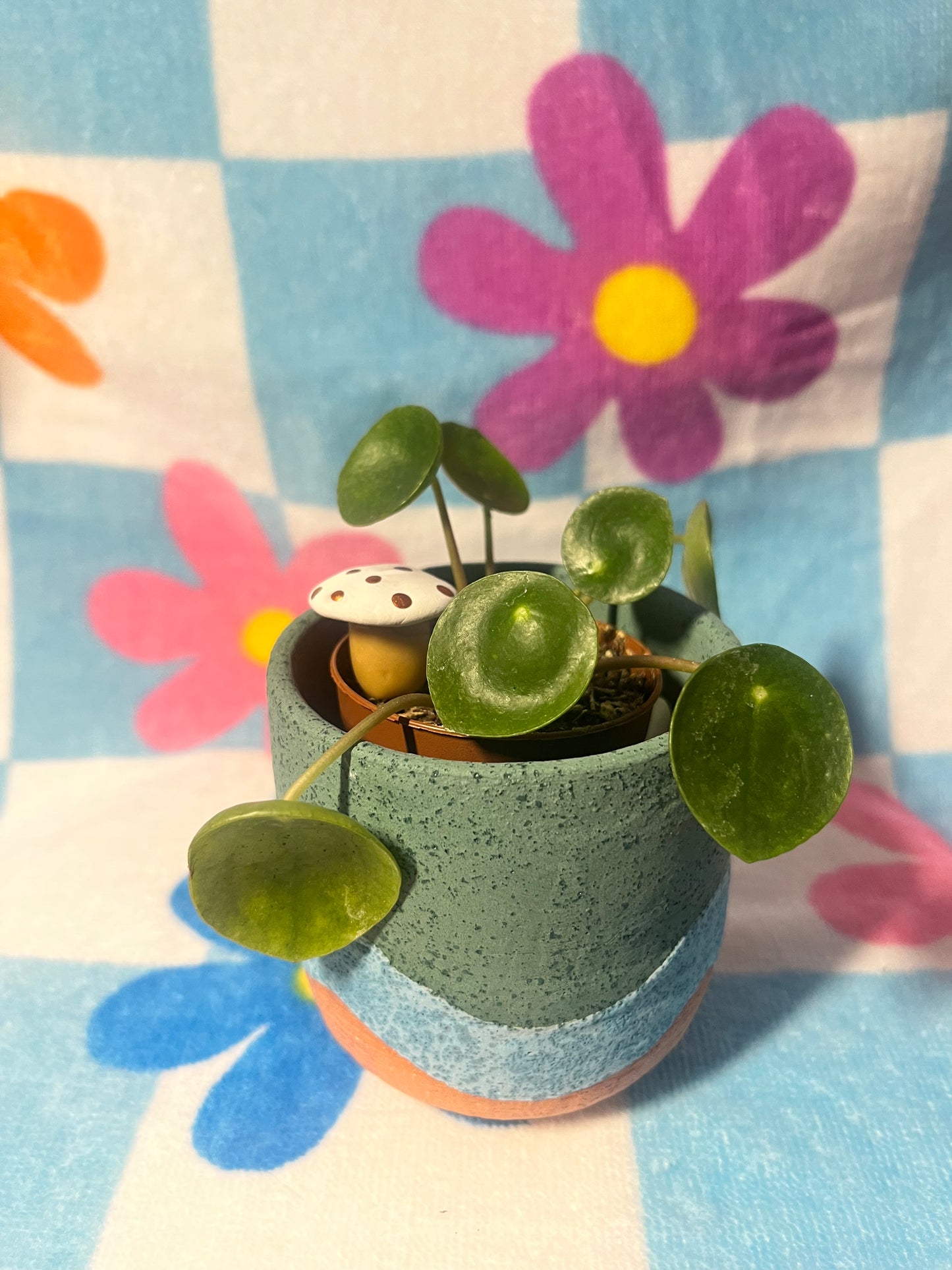 houseplant friends - shroomie