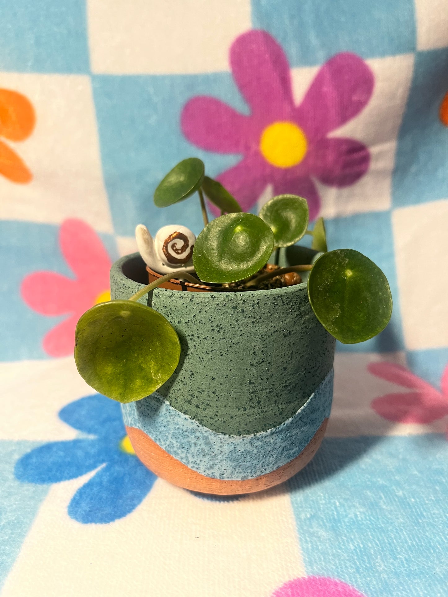 houseplant friends - snail